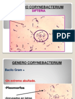 Corynebacterium género difteria patógena