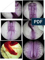 Sph Aves Data Print