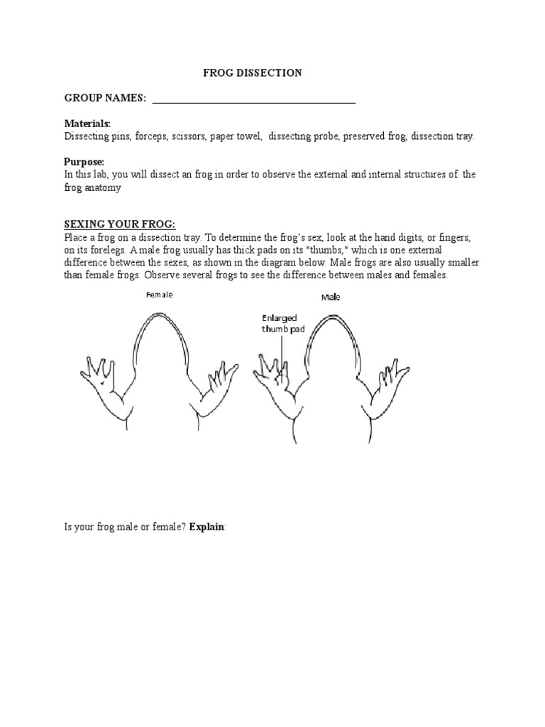 Frog Dissection Lab Answer Key Urinary System Atrium Heart