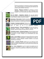 Hierbas Medicinales PDF