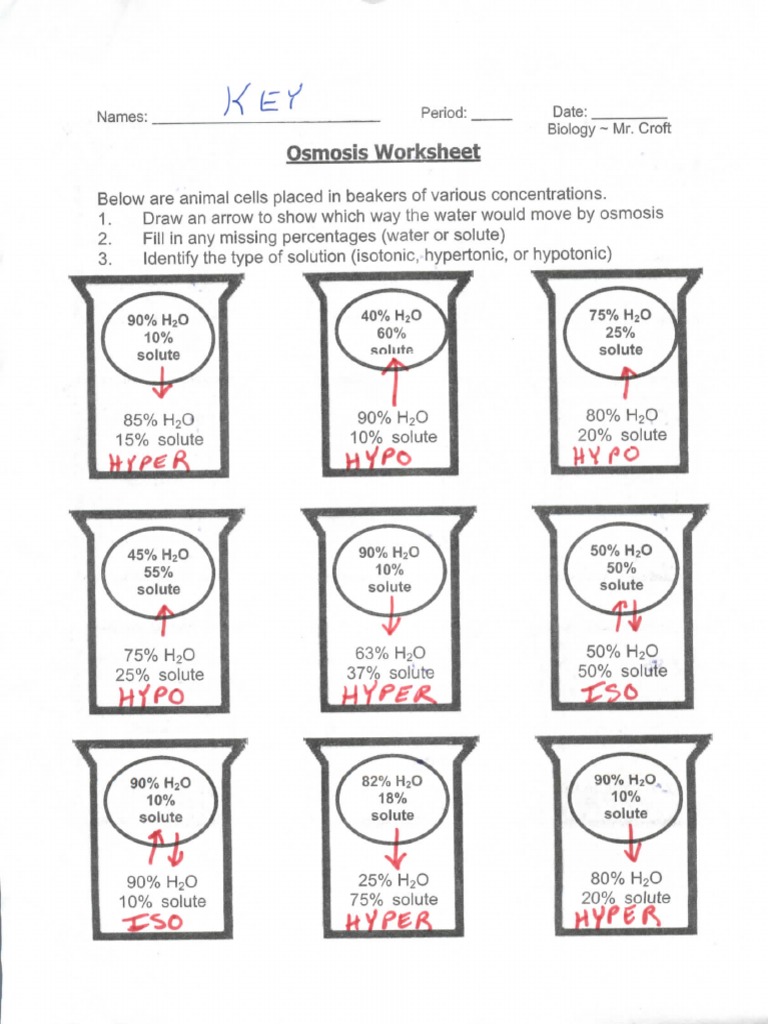 Diffusion And Osmosis Worksheet Answer Key Pdf