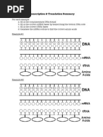 Transcription Translation Practice Worksheet