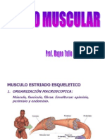 5.tejido Muscular