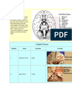 Cranial Nerves: Number Name Function Location