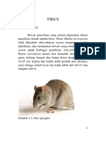 Tikus: Rattus Norvegicus Antara Lain Memiliki Berat 150-600
