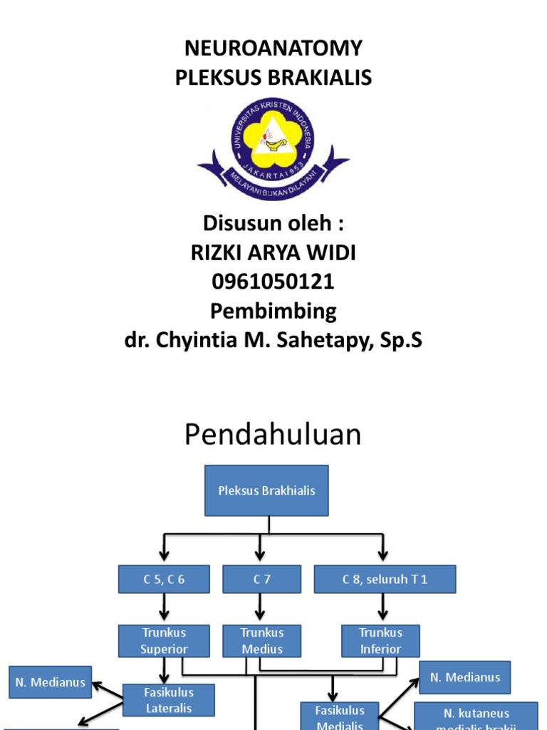 Plexus Brachialis | PDF | Ilmu Sosial | Kajian Bahasa Asing