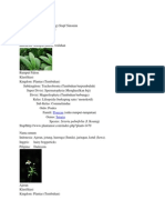 Setaria Palmifolia (J. Koenig) Stapf Sinonim Panicum Palmifolium Willd