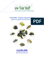 Cichlids