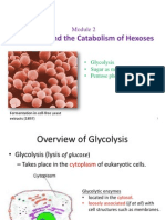 Glycolysis and the Catabolism of Hexoses