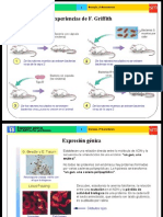 expresion genetica del ADN a las proteínas.ppt