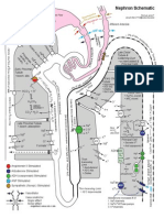 Nephron map