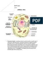 Animal Cell Organelles and Functions