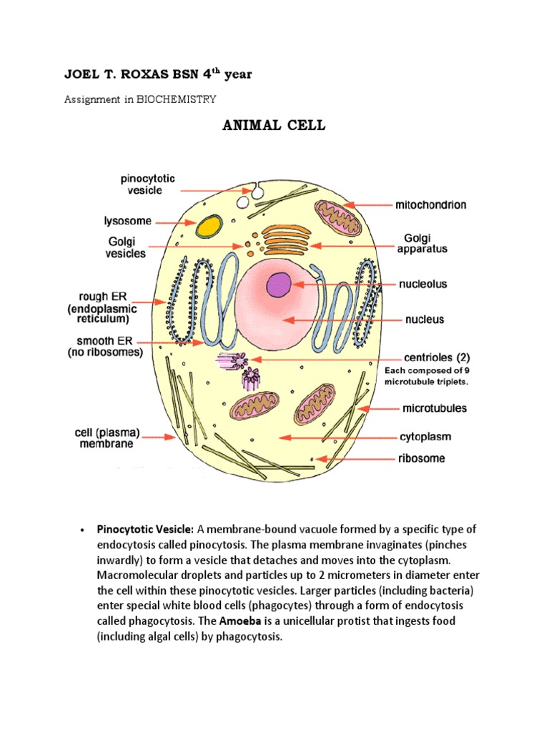 Assignment One | Cell Membrane | Lysosome | Free 30-day Trial | Scribd
