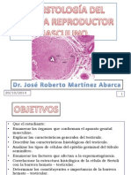 33 Histologia Del Sistema Reproductor Masculino