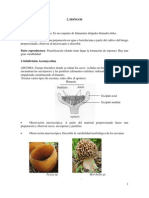 Práctica 2 (hongos y líquenes) de Botánica.pdf