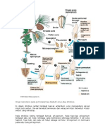 Organ Reproduksi Pada Gymnospermae Disebut Konus Atau Strobilus