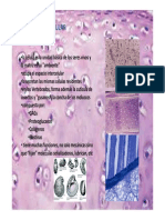 Matriz Extracelular PDF