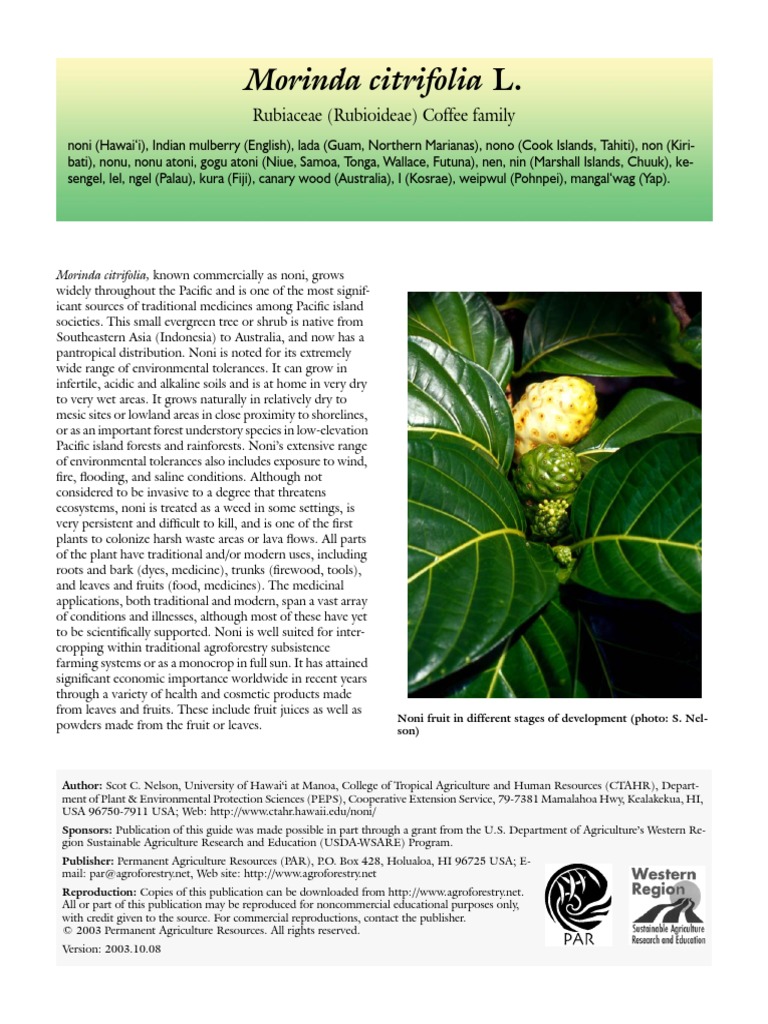 Noni: Benefits and Distribution of Morinda Citrifolia | PDF | Seed ...