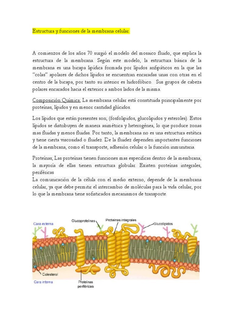 Estructura y funciones de la membrana celular | PDF | Bicapa lipídica ...