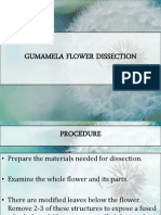 Gumamela Flower Dissection