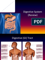 Digestive System Review: Anatomy, Functions and Coordination