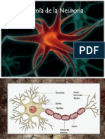 anatomia de la Neurona.pptx