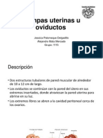 Trompas uterinas y sus funciones