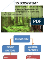 What Is Ecosystem?
