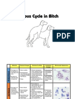 Estrous Cycle in Bitches Explained