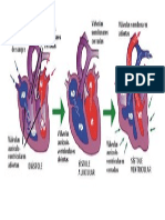 ciclo cardiaco.pdf