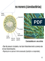 cianobacteria ultraestruturas.pdf