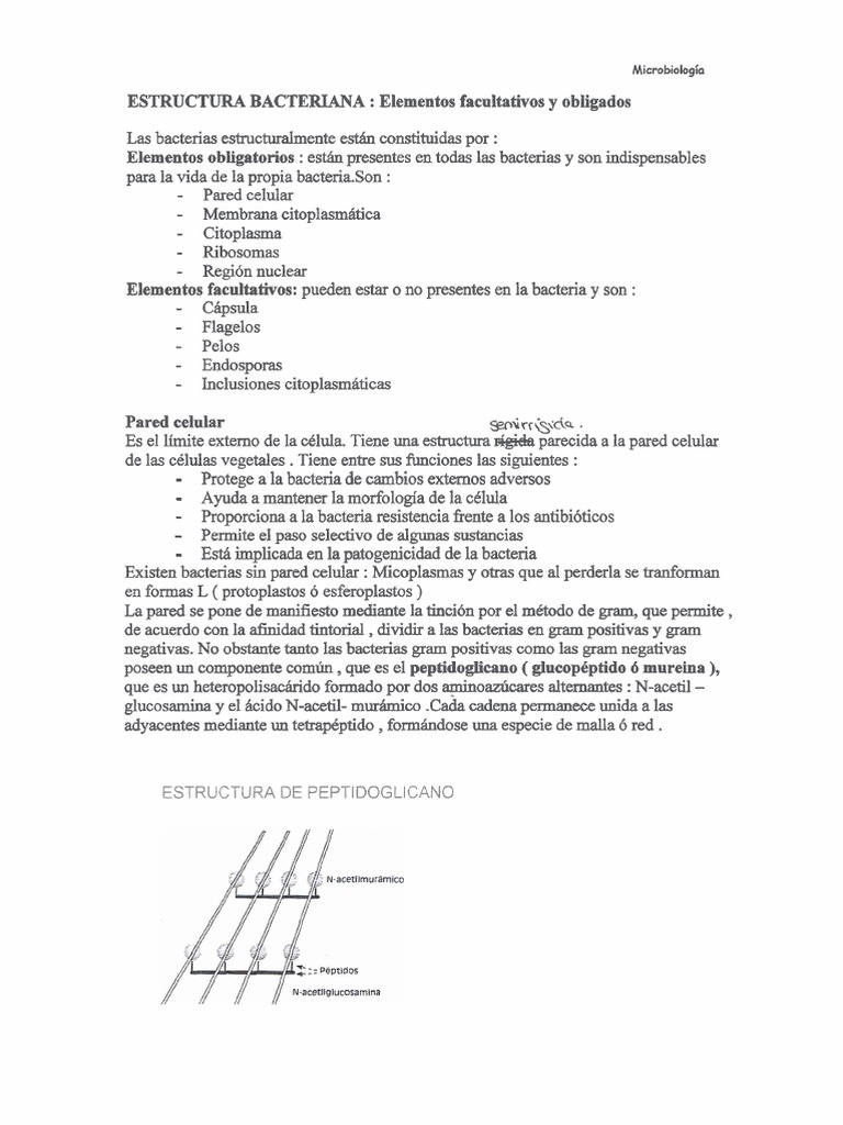 Estructura y Funciones de Bacterias | PDF | Fermentación | Las bacterias