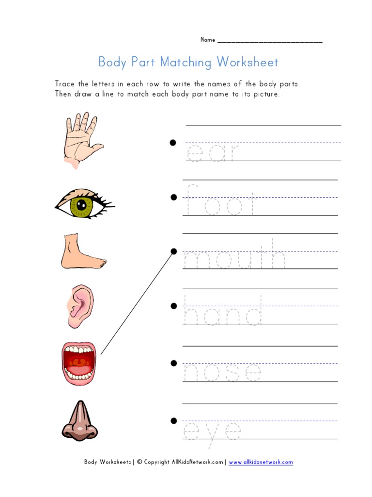 body parts matching worksheetpdf business