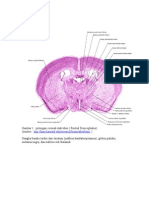 Basal Ganglia