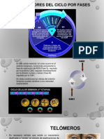 Proteínas Reguladoras Del Ciclo Celular