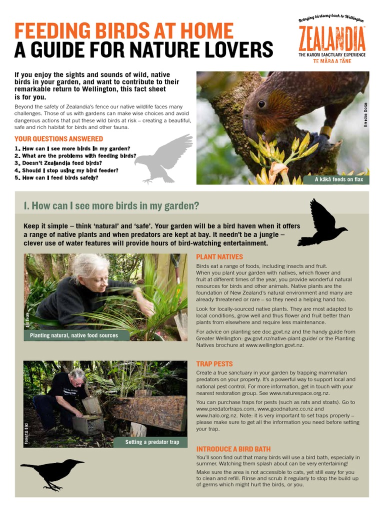 A Guide For Nature Lovers: Feeding Birds at Home | PDF | Birds | Gardens