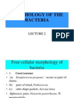 Morphology of The Bacteria