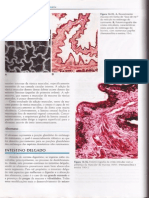 INTESTINO DELGADO - HISTOLOGIA VET.pdf