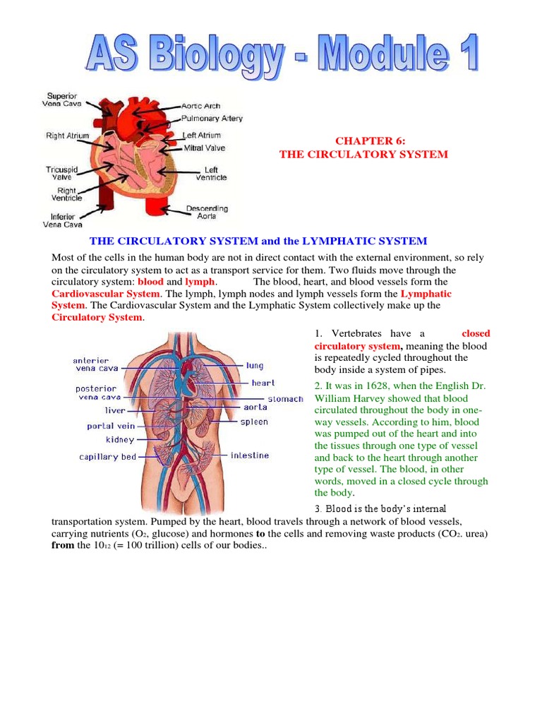 Overview of the Circulatory System | PDF | Heart Valve | Atrium (Heart)