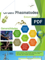 Entomología Phasmatodea