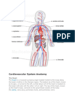 Cardiovascular System Anatomy