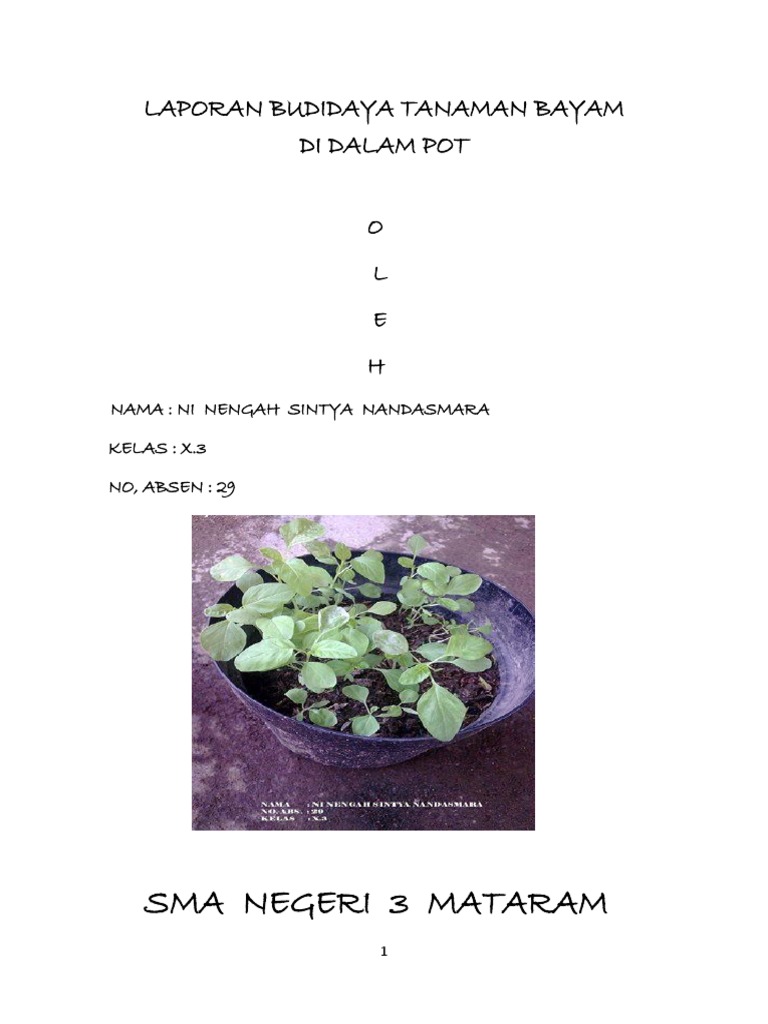Laporan Budidaya Tanaman Bayam Merah Di Dalam Pot Docx