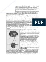 Guia Fotosintesis PDF