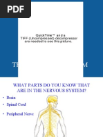 TheNervousSystem.ppt
