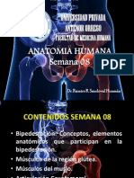 Anatomia Semana 08