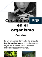Cocaina y Sus Efectos en El Organismo - Odp
