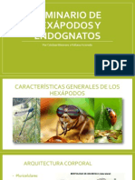 Seminario de Hexápodos y Endognatos