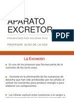 sistema excretor.pptx