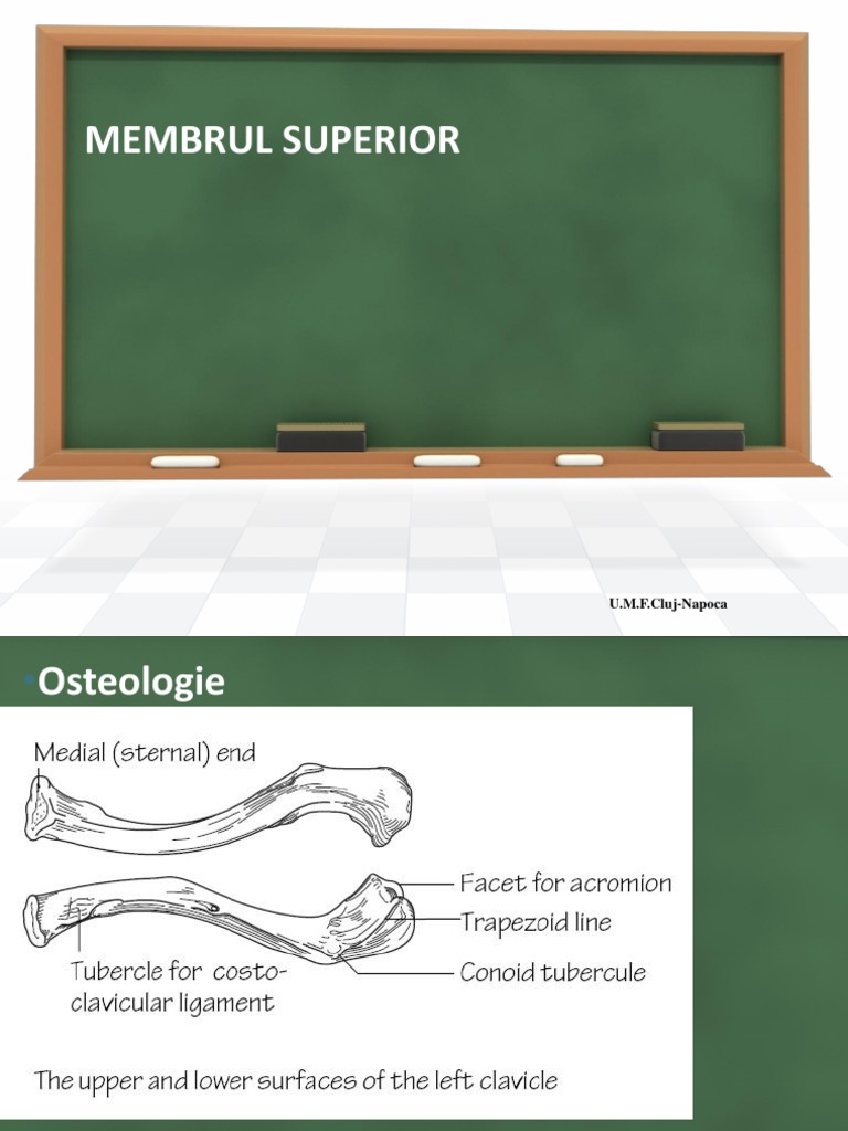Anatomia Membrului Superior și Mâinii | PDF | Arm | Limbs (Anatomy)