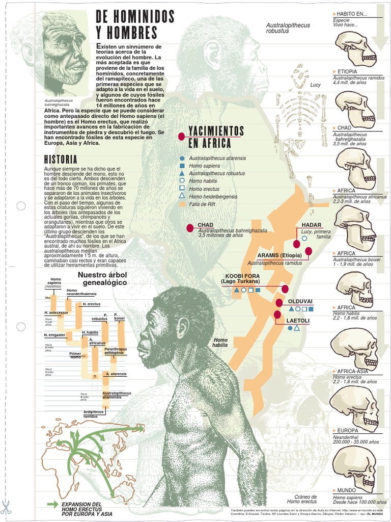 Evolución de los homínidos y fósiles | PDF | Homo | Evolución humana